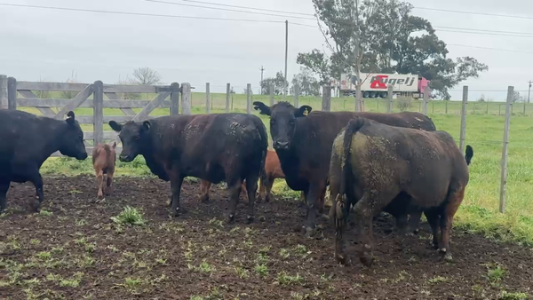 Lote 5 Vacas MAS nuevas C/ cria