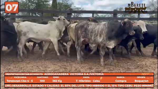 Lote LOTE 7
