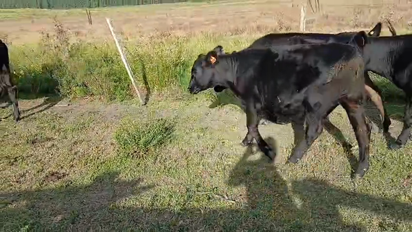 Lote 5 Vaquillonas de Gabriel De Benedetti