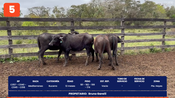 Lote LOTE 5