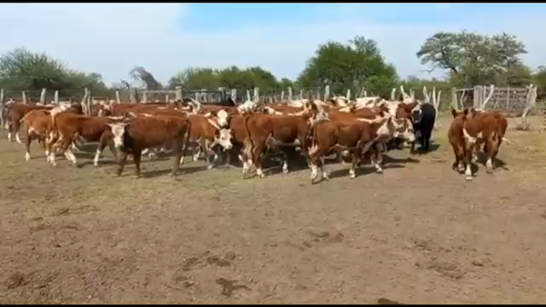 Lote 72 Terneros en Federal, Entre Ríos