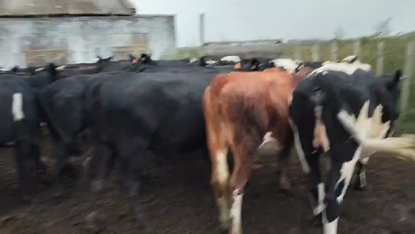 Lote 40 Vaquillonas , San José