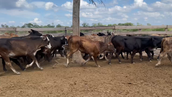 Lote 100 Terneras en Laguna Yema, Formosa