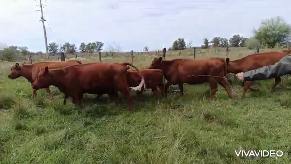 Lote 32 AL CORTE. VAQ