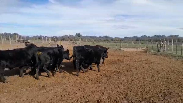 Lote 65 Terneros/as