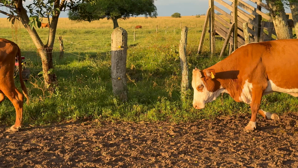 Lote 7 Vacas de invernar en Corrientes, Paso de Los Libres