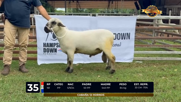 Lote LOTE 35