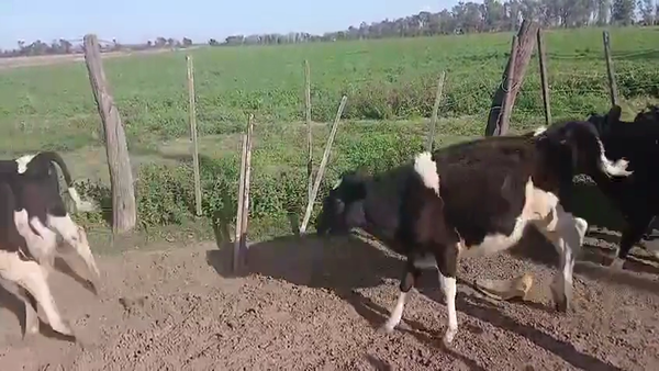 Lote 10 Terneras Holando Argentino en Sunchales, Santa Fe