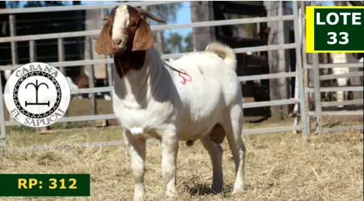 Lote CAPRINOS MACHOS 33