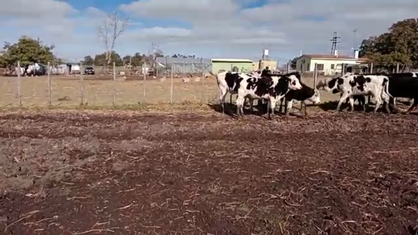 Lote 16 Terneros carnicera y cruza 180kg -  en colonia italia