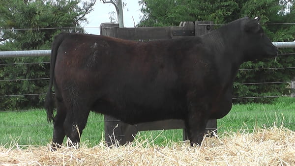 Lote VAQUILLONAS ANGUS PP