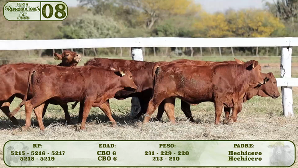 Lote LOTE 8
