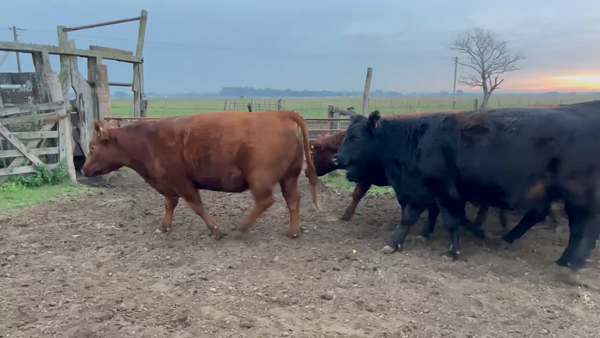 Lote 20 Vaquillonas C/ gtia de preñez