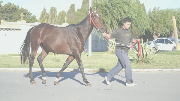 Lote TARSICO ELEGANTE (TARSICO - DE LA MACARENA) en TRAINING
