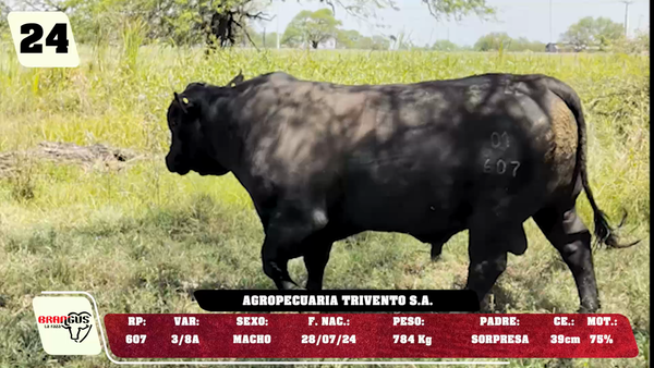 Lote LOTE 24 - DE CAMPO