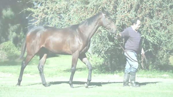 Lote DEBO AMARTE (UNCLE CHUCK -  DEBOUCHE)