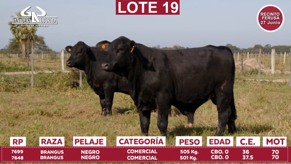 Lote Reproductores de Alborada - Lote 19
