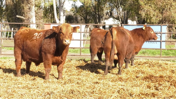 Lote TOROS ANGUS COLORADOS PC