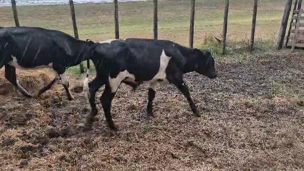 Lote 5 Terneros y Terneras 140kg - , San José
