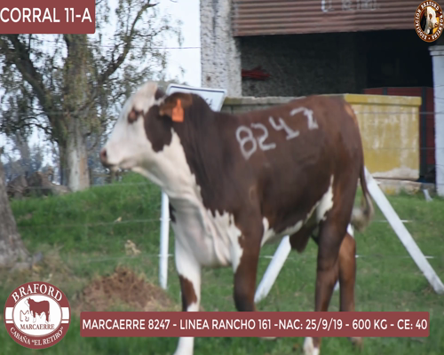 Lote Toro Braford Cabaña El Retiro