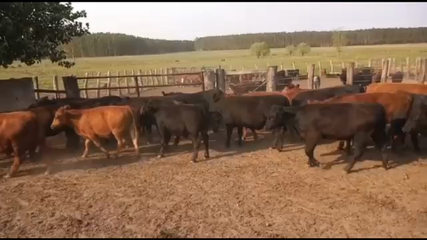 Lote 75 Terneros/as en Concordia, Entre Ríos