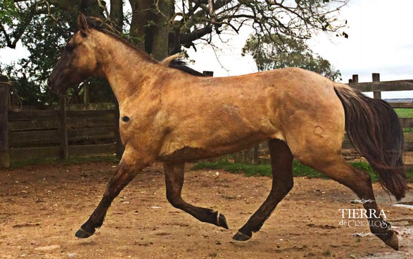 Lote El entrevero caprichosa 482