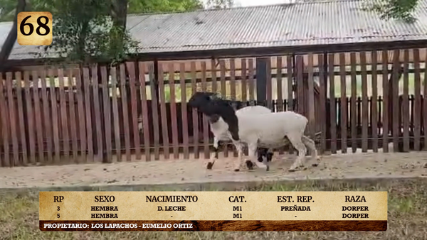 Lote LOTE 68