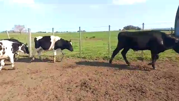 Lote 40 Novillos HOLANDO 250kg - , San José