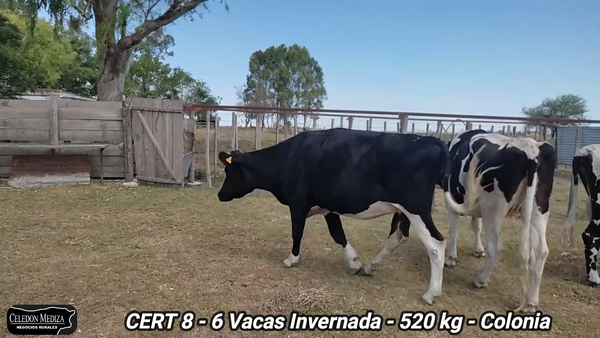 Lote 6 Vacas de Invernada en Radial Conchillas, Colonia