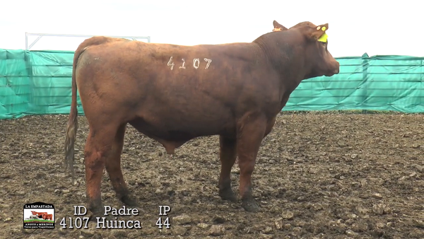 Lote 3 Toros, Durazno