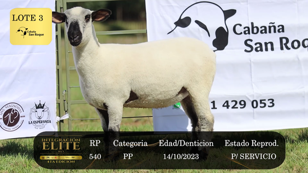Lote LOTE 3