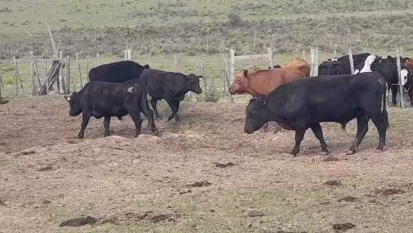 Lote (Vendido)5 Toros de industria 550kg -  en LA SIERRA