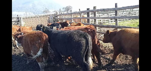 Lote 51 Ternero en Curicó, VII  Región Maule