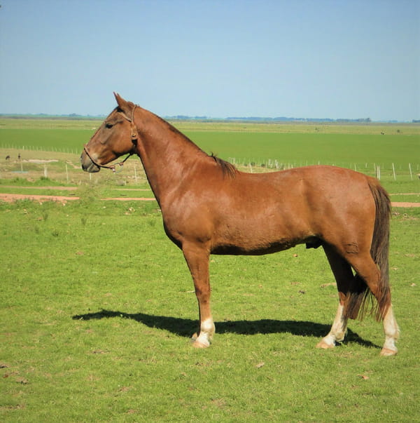 Lote Criollos da Fronteira Cañada Invido  RP: 319