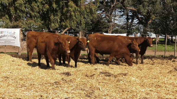 Lote VAQUILLONAS PC PARICION PRIMAVERA
