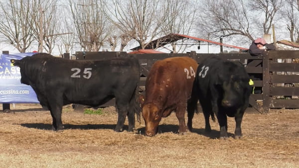 Lote TOROS ANGUS PUROS CONTROLADOS