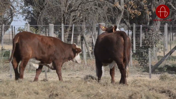 Lote VAQUILLONAS BRAFORD SUNCHALES 2025 EL ALJIBE