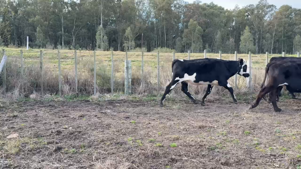 Lote NOVILLOS 1 a 2 AÑOS