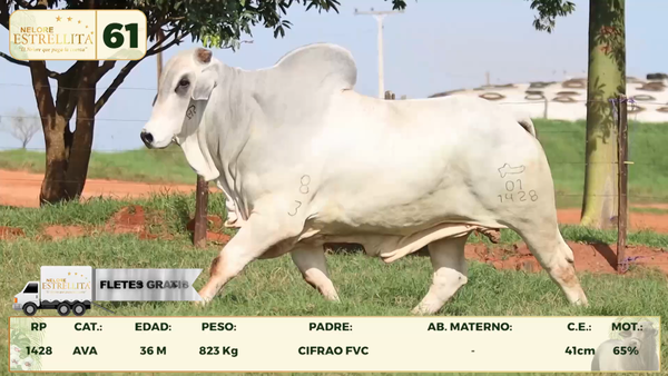 Lote LOTE 61