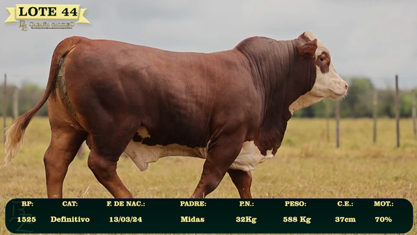 Lote LOTE 44