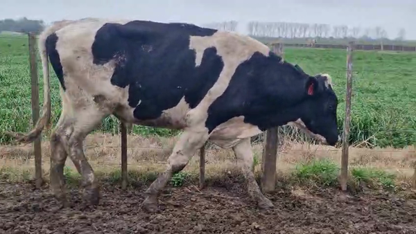 Lote Toros 500kg - , San José
