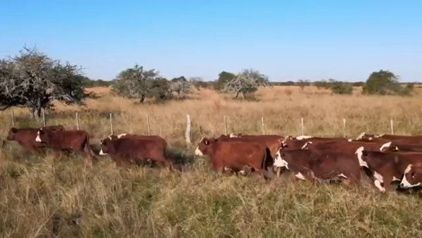 Lote 120 Novillitos en Corrientes, Curuzu Cuatia