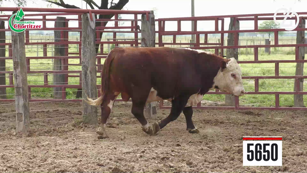Lote Hereford