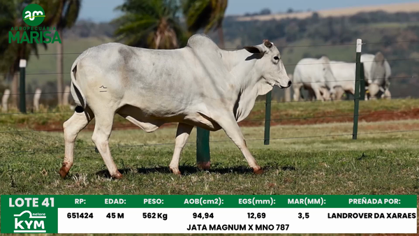 Lote Lote 41