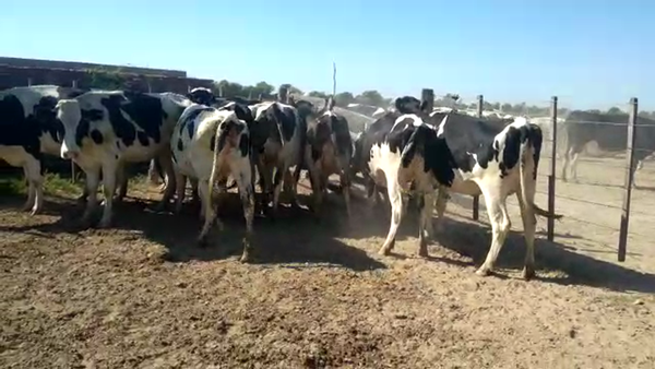 Lote 11 Vaquillonas preñadas Holando Argentino en Morteros, Córdoba