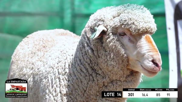 Lote 5 Carneros Merino Dohne, Durazno