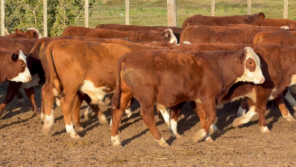 Lote 50 Terneros
