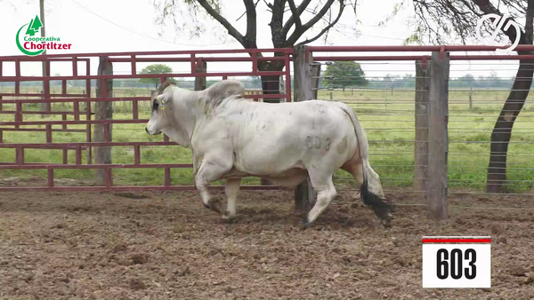 Lote Brahman