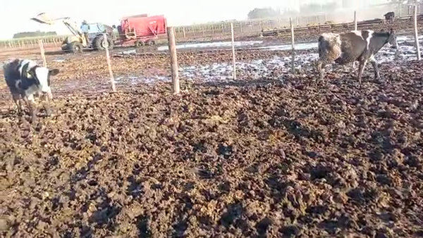 Lote 70 TERNEROS HOLANDO ARGENTINO EN PORTEÑA, CÓRDOBA