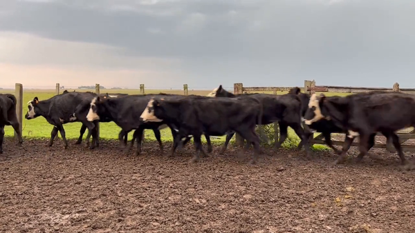 Lote Vacas de Invernada